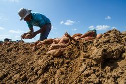 migrant worker unearthing potatoes 