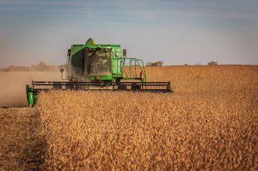 A combine harvester working in a wheat field