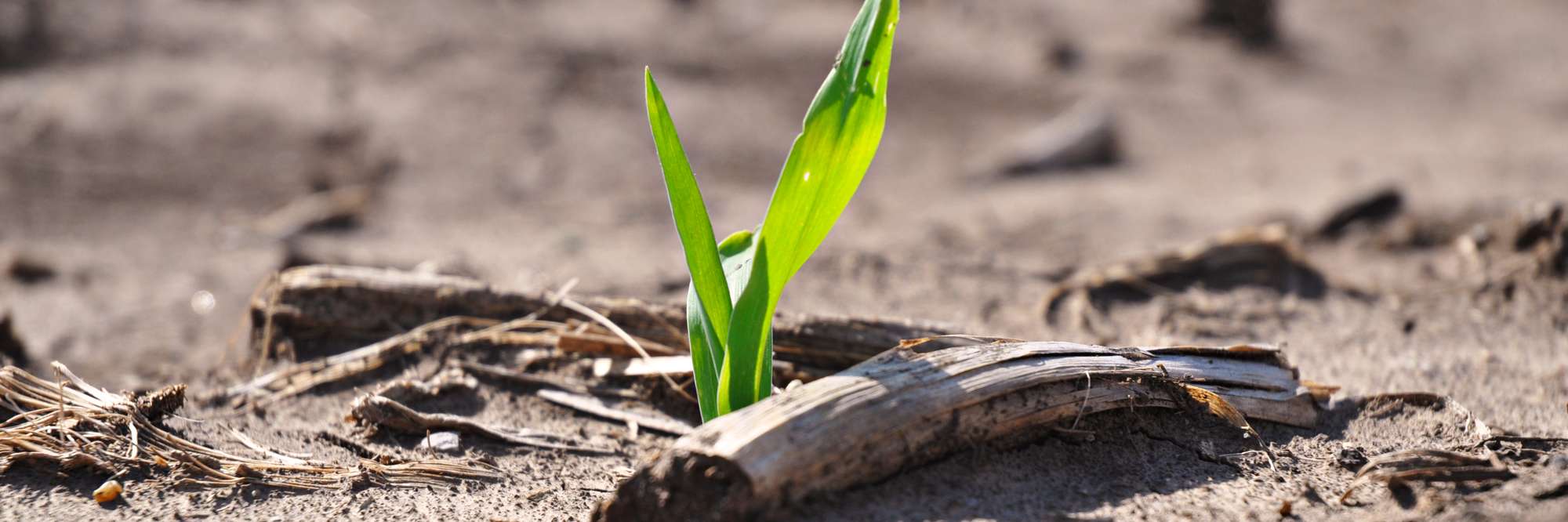 Corn seeding